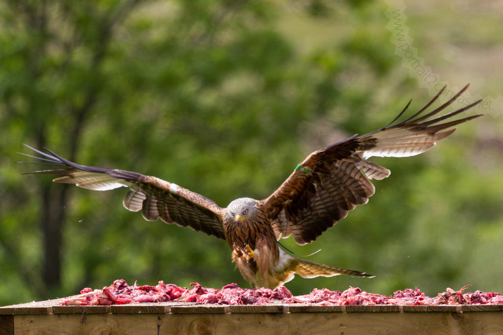 Red Kites