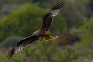 Red Kites – Dumfries