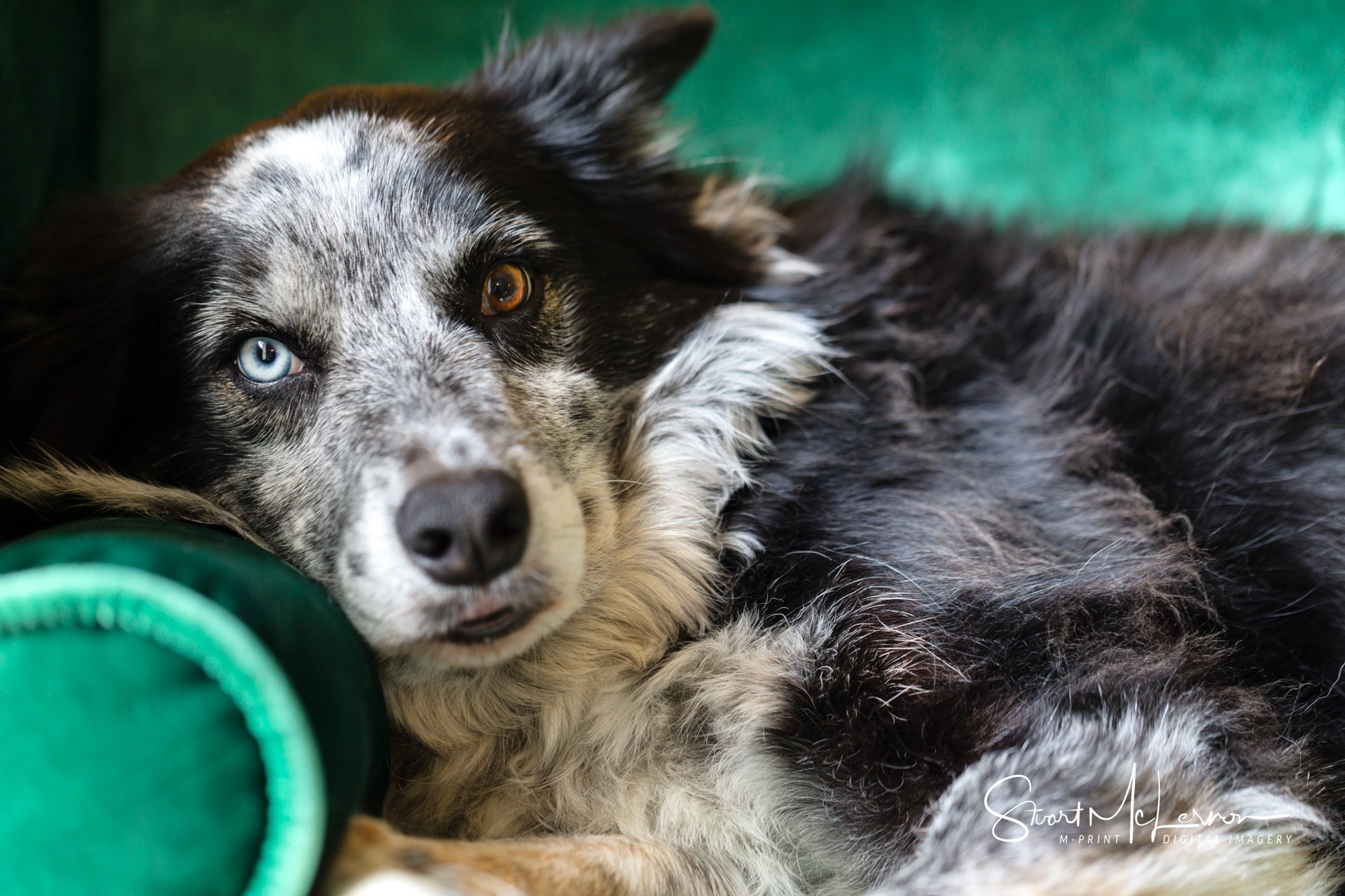 Bob the Border Collie